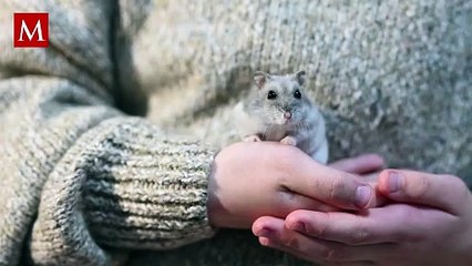 Animales en el narcotráfico: El nuevo truco del contrabando en cárceles