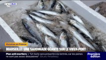 Marseille: une sardinade géante organisée sur le Vieux-Port