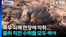 폭우로 수박 출하량 감소...농민·소비자 부담 가중 / YTN