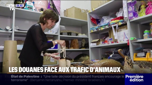 Douanes: ces petites mains qui luttent contre le trafic d'animaux