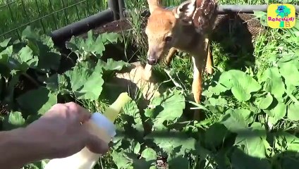 Lost Baby Deer Cries for Help to Save Her Mom – Heart-Touching Rescue Story