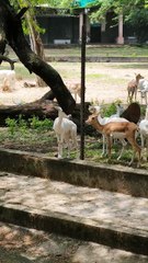 A symbol of purity and wild elegance. #WhiteBlackbuck #IndianWildlife