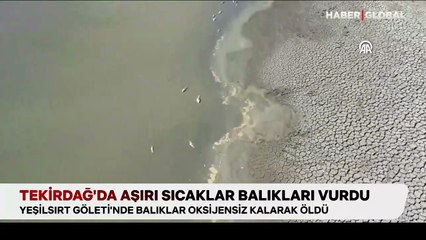 Tekirdağ’da aşırı sıcaklar balıkları vurdu