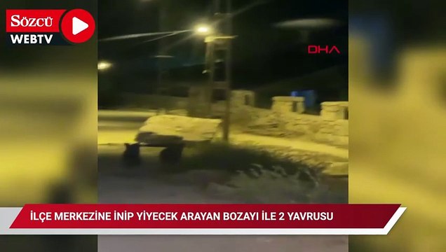 İlçe merkezine inip yiyecek arayan bozayı ile 2 yavrusu kamerada