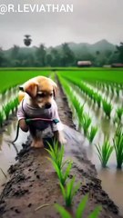 Everyone is making fun of the poor puppy #shorts #dostpappu #ai #youtube #viral #trending #dog #cat