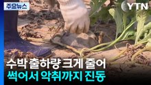 집중호우에 수박값 비싸져...농민·소비자 모두 피해 / YTN