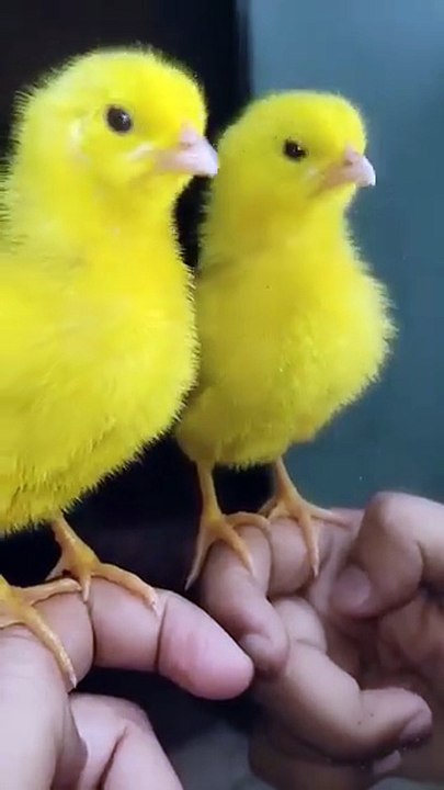 Wow cutie colour chicken video _ hen  baby cutie sound _ mugi ke chuze ke awaz #birds #wildlife