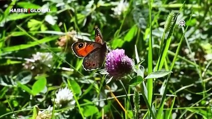  Soğuk iklime sahip Sarıkamış'ta "kelebek mevsimi"