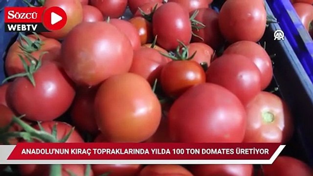 Anadolu'nun kıraç topraklarında yılda 100 ton domates üretiyor