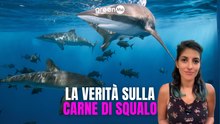 La verità sulla carne di squalo