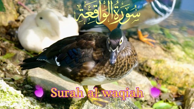 👏🧠Best Surah Waqiah Recitation | Powerful for Rizq | سورة الواقعة👏🧠