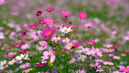 বাংলা চটি গল্প।।#গল্প 09