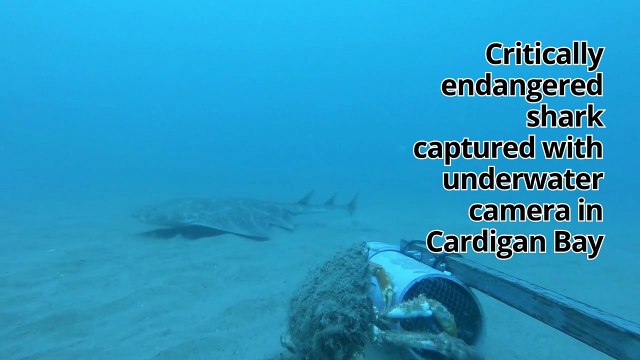 Critically endangered shark captured with underwater camera in Cardigan Bay