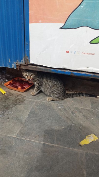 Aç kedi