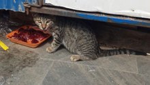 Aç kedi