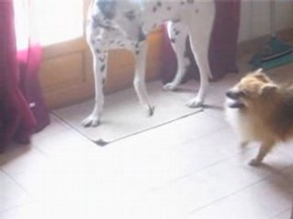 Pongo parle ...