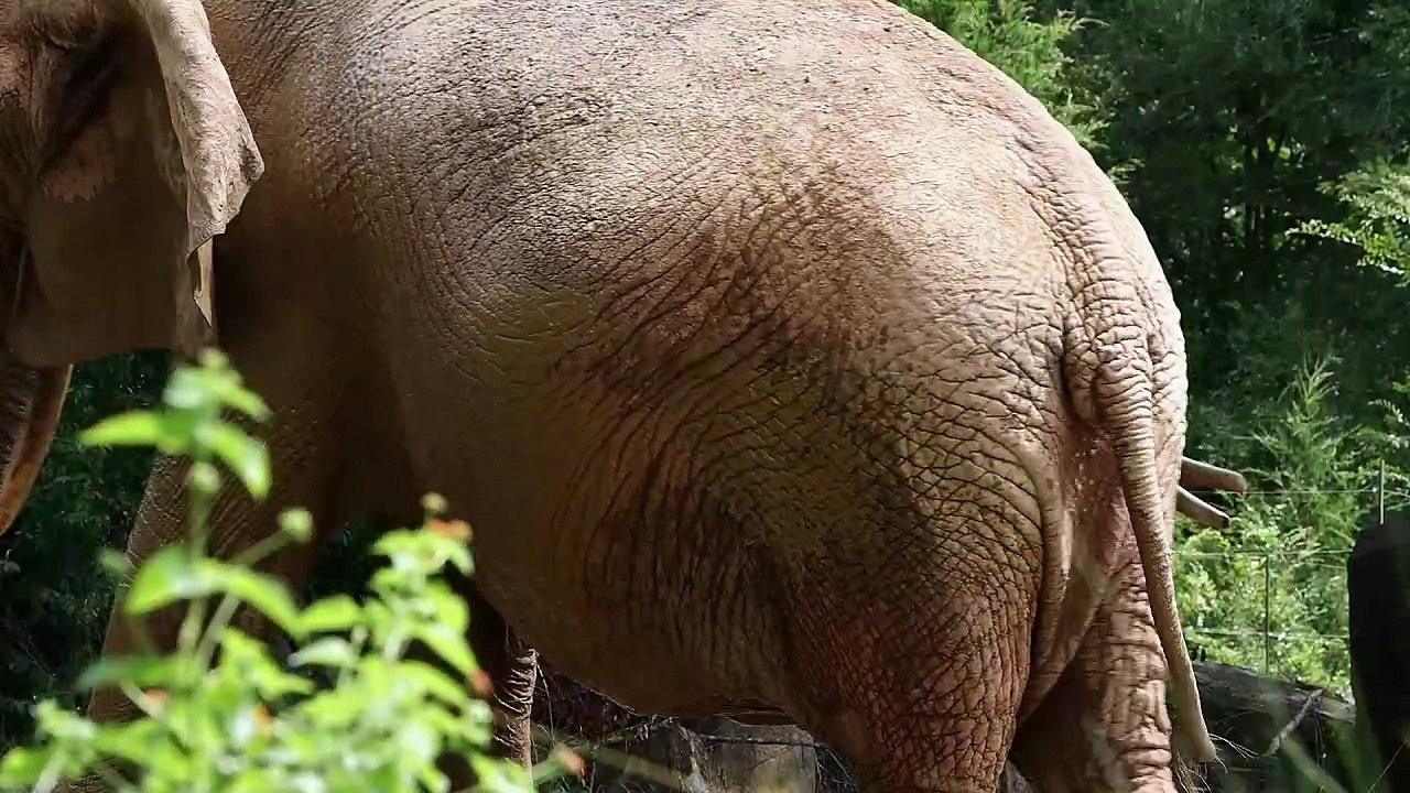 Os animais mais fofos do mundo N•115