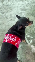 Coca cola 🥤 Funny video 🤣🤣