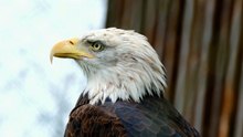 Os animais mais fofos do mundo  n•86