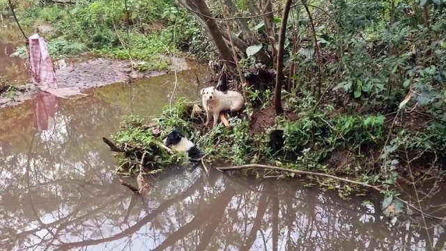 Bombeiros são acionados para resgatarem cachorros em riacho no Parque Tarquínio em Cascavel