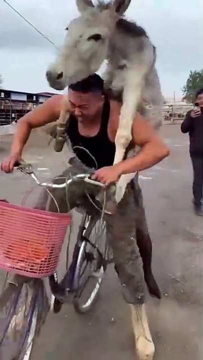 Who's the Donkey 🤔🤔 || Funny video