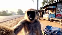 Viral Monkey Vlog ｜ इंसान जैसा दिखने वाला बंदर केद