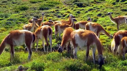 Descubra a Patagônia Chilena: Ninguém Te Contou Esse Segredo!