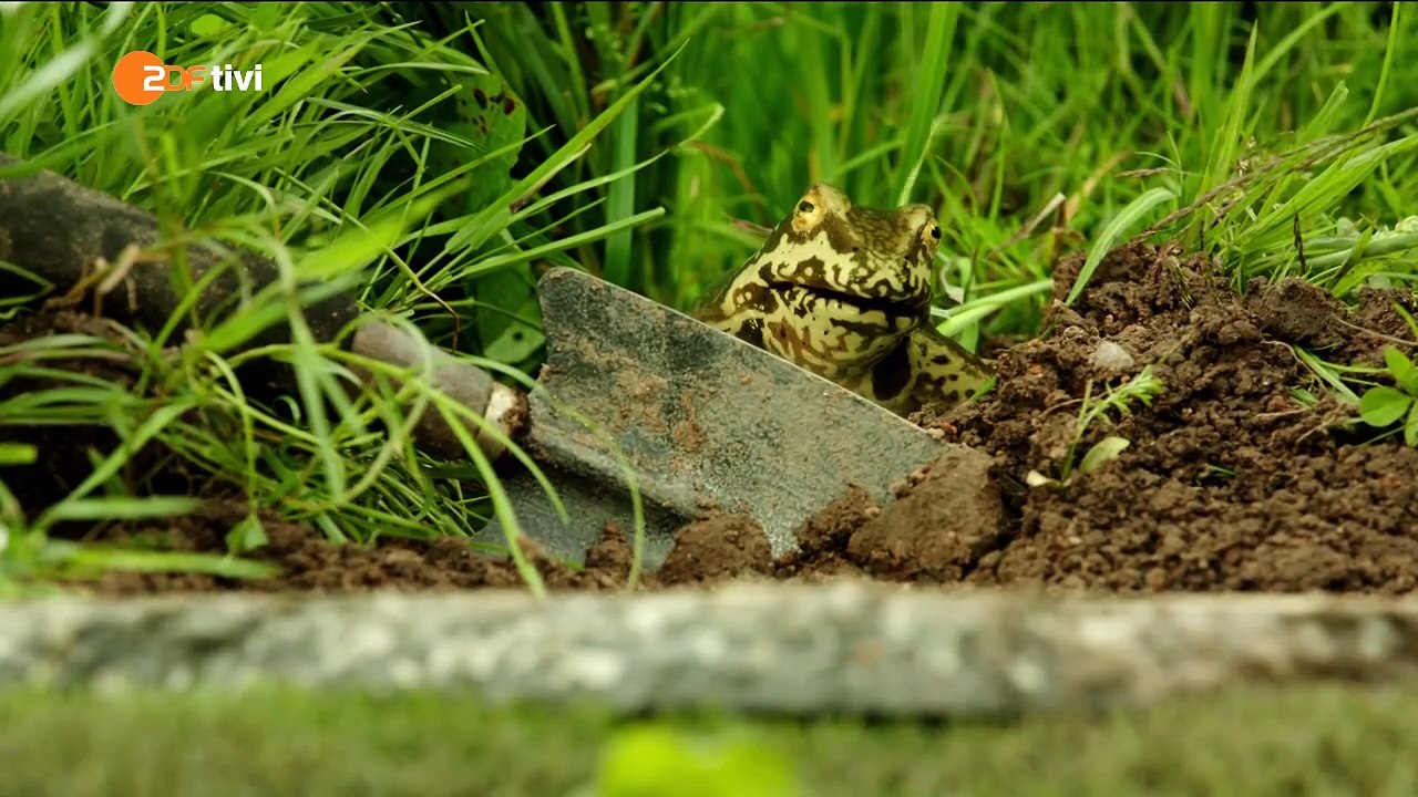 05 Eine lausige Hexe-Die Froschhexe