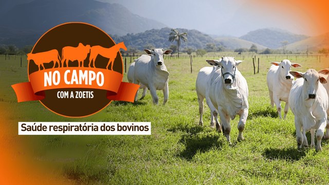 No Campo com a Zoetis: saúde respiratória dos bovinos
