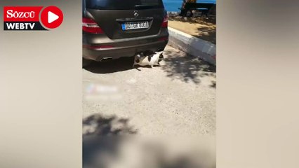 Turistler görmek için hemen dibimizdeki adaya akın ediyor! Onu bulmak için her taşın altına bakıyorlar