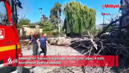 Asırlık çınar ağacı apartmanın üzerine devrildi