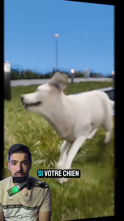 Sauver son chien