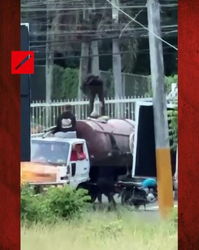 Detenidos doce haitianos indocumentados dentro del tanque de un camión cisterna
