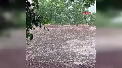 Karakoçan'da dolu yağdı, köy beyaza büründü! Vatandaşlar neye uğradığını şaşırdı