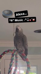 parrot tells Alexa to play music too funny! 😂