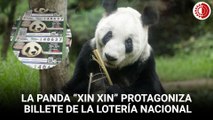 México emite billete de lotería para celebrar 35 años de panda gigante Xin Xin