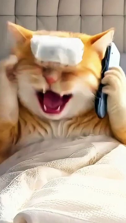Cats video