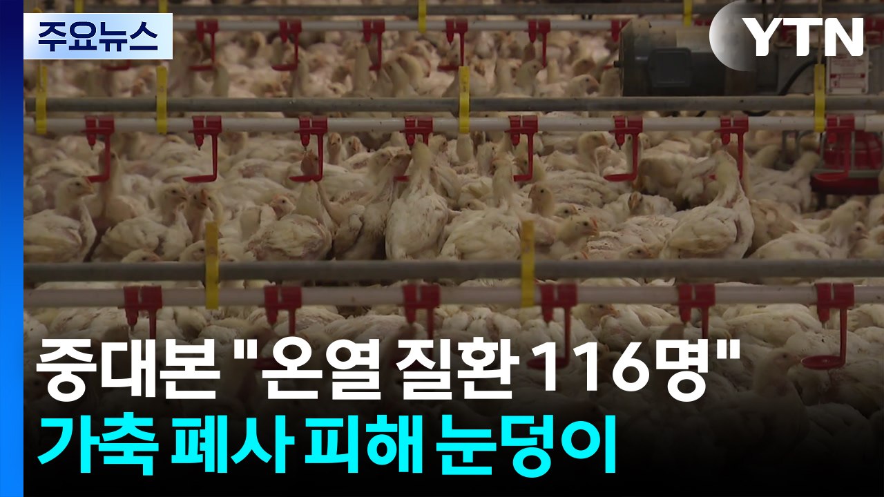 중대본 "온열 질환 116명"...가축 폐사 피해 눈덩이 / YTN