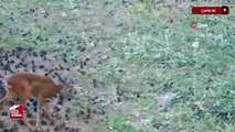 Çankırı’da yaban hayatı