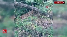 Tunceli'de nesli tehdit altındaki vaşak görüntülendi