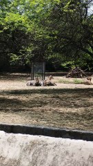 A symbol of wild elegance. #IndianNilgai #WildlifeIndia #BlueBull