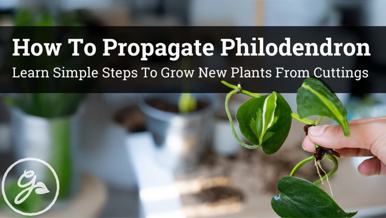Propagate Your Philodendron The Right Way
