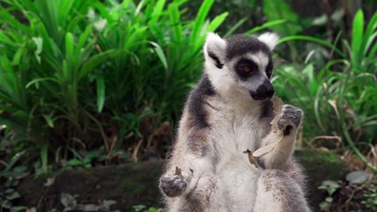 A Lemur Eating Dried Leaf