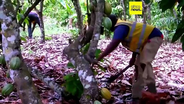 Low rainfall and cold temperatures raises fears of crop damage among Ivory Coast cocoa farmers