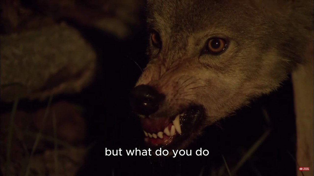 Don’t Enter the Forest Until You Watch This – How to Survive a Wolf Attack