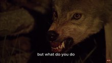 Don’t Enter the Forest Until You Watch This – How to Survive a Wolf Attack