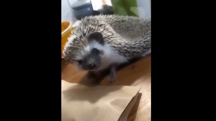 Animals Gone Wild 😂 | Birds & Pets Doing Hilarious Things!