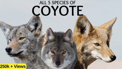ALL SPECIES of the COYOTE...&their identifying features