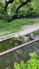 marvel of nature’s raw strength!  #Crocodile #Wildlife #WaterPredator