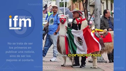 Alcaldía indicó que las llamas no podrán ser atractivo turístico en el centro de Bogotá